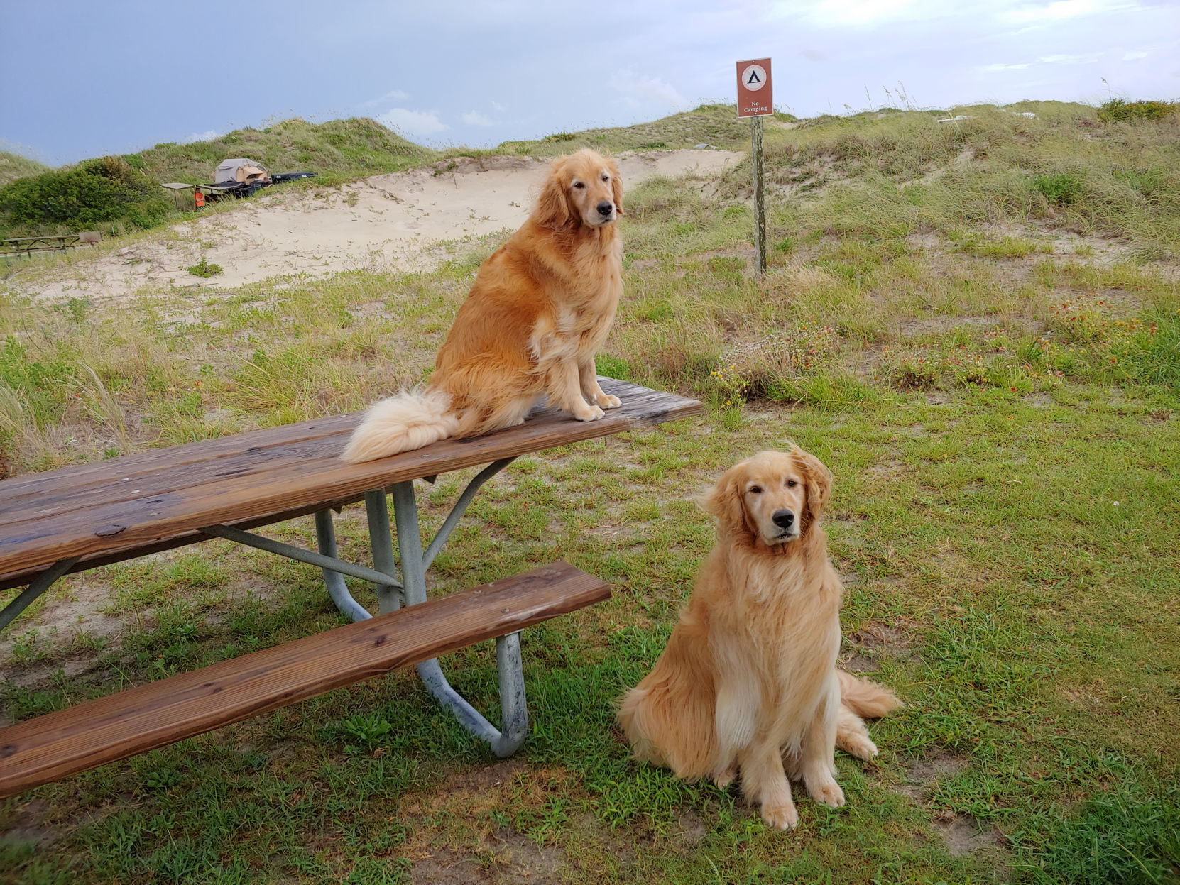 Dogs
